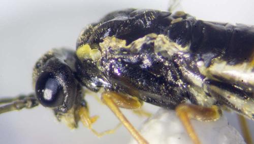 Aglaostigma fulvipes